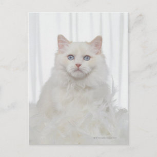 Weiße Katze mit Federn Postkarte