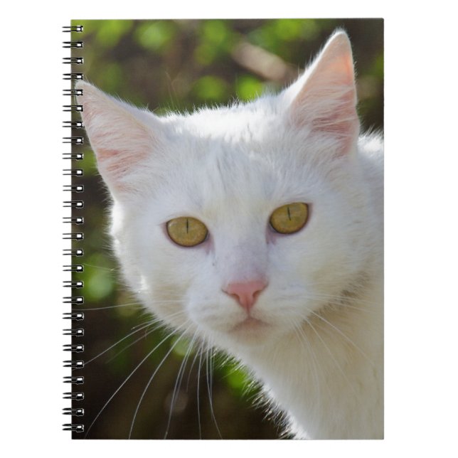 Weiße Katze mit gelben Augen Notizblock (Vorderseite)