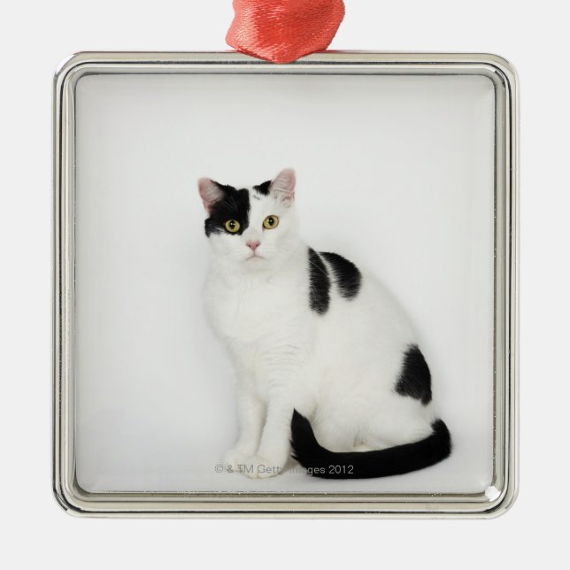 Weiße Katze mit schwarzen Flecken Silbernes Ornament (Vorne)