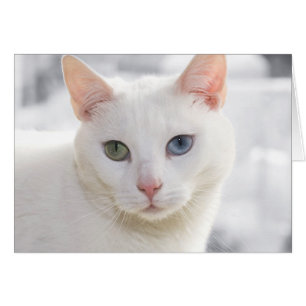weiße Katze mit seltsamen Augen