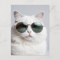 Weiße Katze mit Sonnenbrille, coole Katze, hübsche