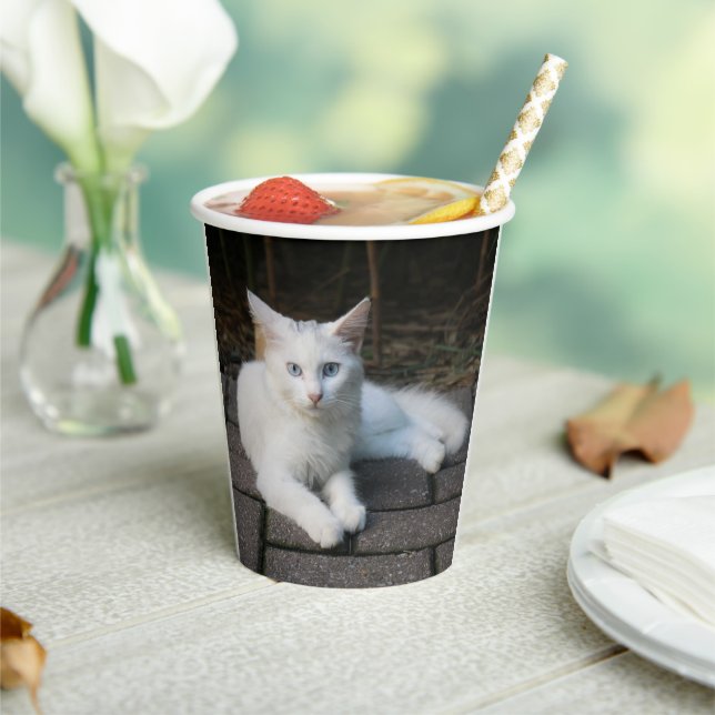 Weiße Katze Pappbecher (In Situ)