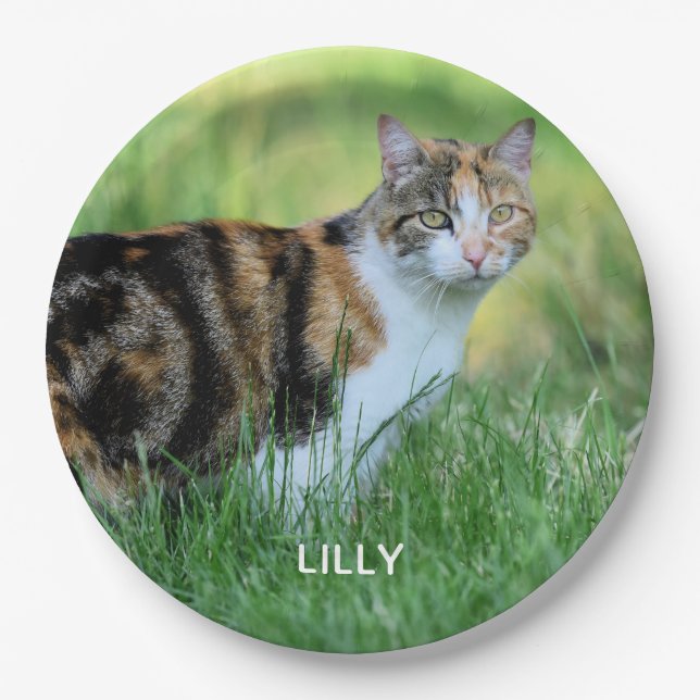 Weiße Katze Pappteller (Vorderseite)