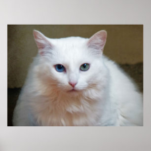 Weiße Katze Poster