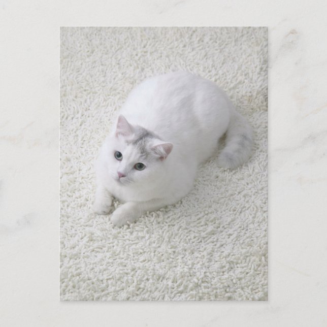 Weiße Katze sieht nach Postkarte (Vorderseite)