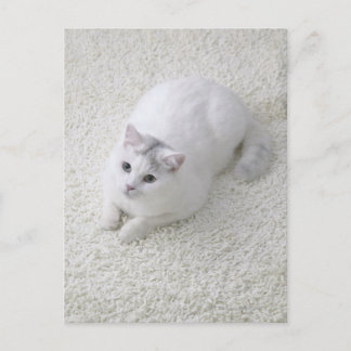 Weiße Katze sieht nach Postkarte