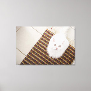Weiße Katze sitzt auf Matte Leinwanddruck