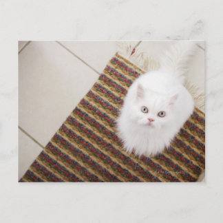 Weiße Katze sitzt auf Matte Postkarte