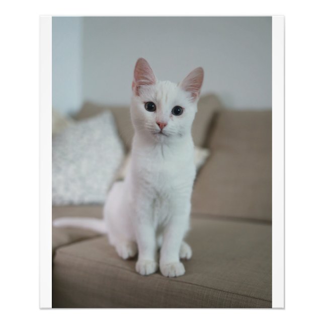 Weiße Katze | Zazzle_Growshop. Fotodruck (Vorne)