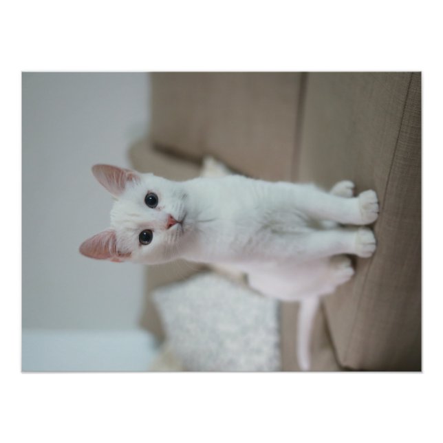 Weiße Katze | Zazzle_Growshop. Fotodruck (Vorne)