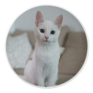 Weiße Katze   Zazzle_Growshop. Keramikknauf