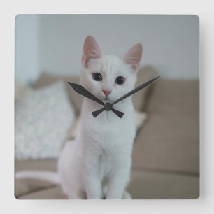 Weiße Katze   Zazzle_Growshop. Quadratische Wanduhr
