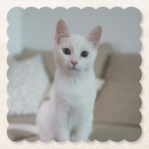 Weiße Katze Zazzle_Growshop. Untersetzer