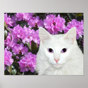 Weiße Katzenazaleen Poster