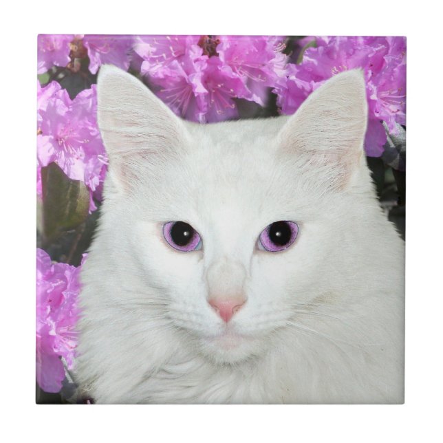 Weiße Katzengesichtsfliese Fliese (Vorderseite)