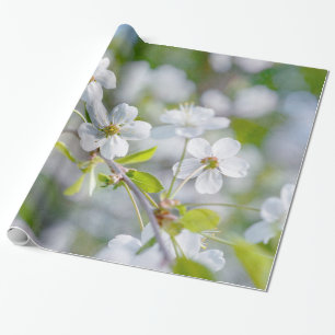 Weiße Kirschblüte Geschenkpapier