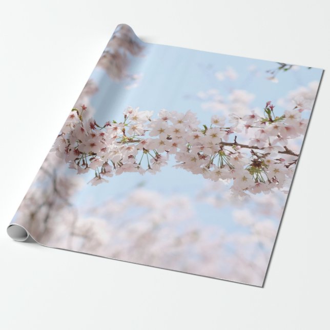 Weiße Kirschblüte unter blauem Himmel im m Geschenkpapier (Ungerollt)