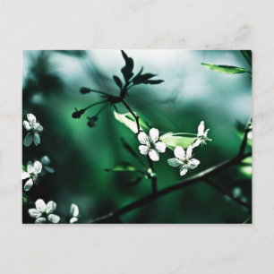 Weiße Kirschblüten Postkarte