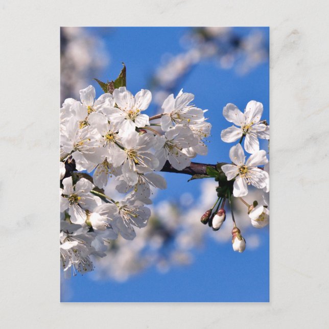 Weisse Kirschblüten Postkarte (Vorderseite)