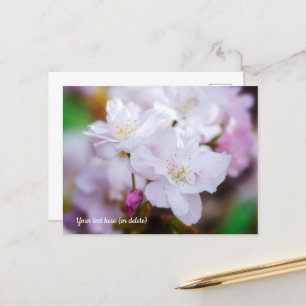 Weiße Kirschblüten-Postkarte Postkarte