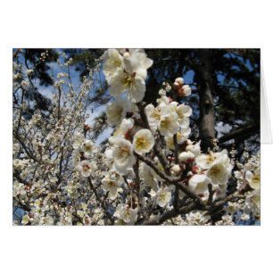 Weiße Kirschbrücke / Sakura / ラ(桜)Karte