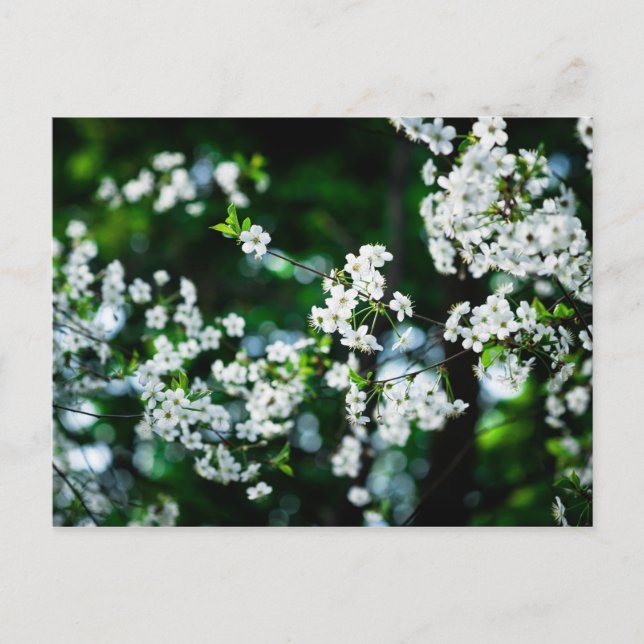 Weiße Kirsche blüht grüne Blätter Postkarte (Vorderseite)