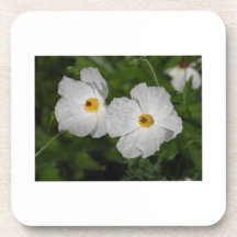 Weiße Klatschmohnblumen Botanische Blume