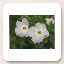 Weiße Klatschmohnblumen Botanische Blume Getränkeuntersetzer