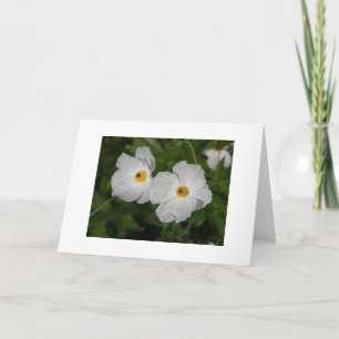 Weiße Klatschmohnblumen Botanische Blumen Leer Karte