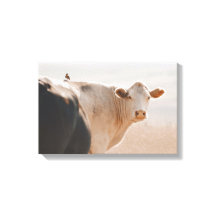 Weiße Kuh mit kleinen Vögeln hinten