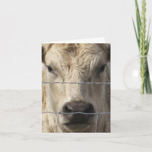 Weiße Kuh - Western-Adressenänderung Ankündigung