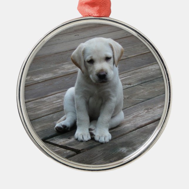 Weiße Labrador Silbernes Ornament (Vorne)