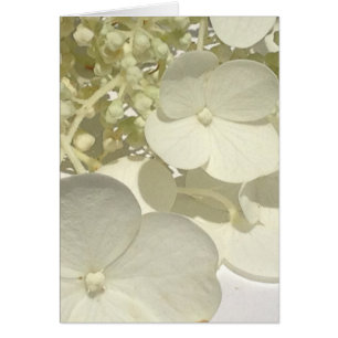 Weiße Lacecap Hydrangea-Blumen-nahe Gruß-Karte