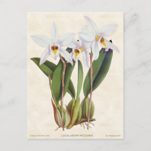Weiße Laelia-Orchidee Vintage-Botanik Postkarte