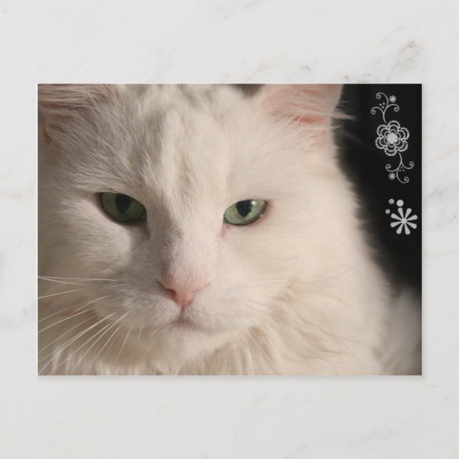 Weiße, langhaarige Katze Postkarte (Vorderseite)