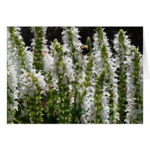 Weiße Lavendel-Blume