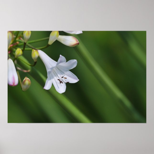 weiße Lilie auf grünem Hintergrund Poster (Vorne)