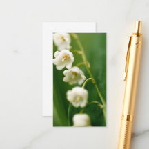 Weiße Lilie des Tals (Convallaria majalis)