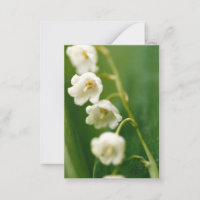 Weiße Lilie des Tals (Convallaria majalis)