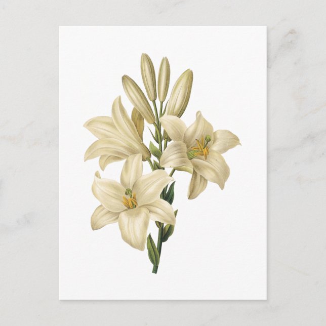 weiße Lilie (Lilium candidum) durch Redouté Postkarte (Vorderseite)