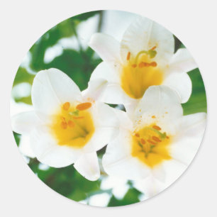 Weiße Lilien - Lilienblüte Lilium candidum Runder Aufkleber
