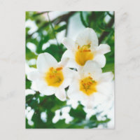 Weiße Lilien - Liliumcandidum