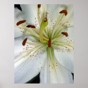 Weiße Lilien-nahes hohes Poster