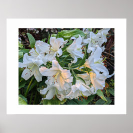 Weiße Lilienblüten florales fotografisches Poster