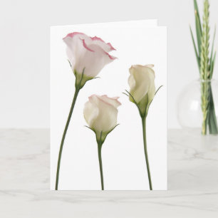 weiße lisianthus Blumen, Trio Karte