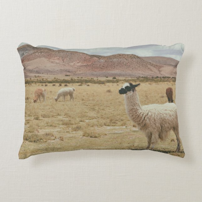 WEISSE LLAMA AUF BROWN GRASS DEKOKISSEN (Vorderseite)
