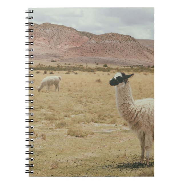 WEISSE LLAMA AUF BROWN GRASS NOTIZBLOCK (Vorderseite)