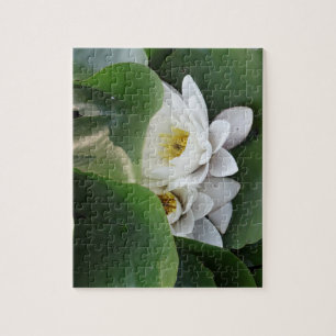 Weiße Lotus-Blume, botanisch Puzzle