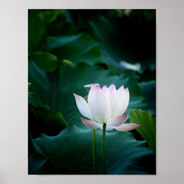 Weiße Lotus-Blume Poster (Vorne)