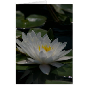 Weiße Lotus-Wasserlilie